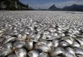 Hàng chục tấn cá chết hàng loạt tại một hồ ô nhiễm ở Rio de Janeiro, Brazil