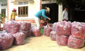 Ớt chỉ thiên giá 68.000đ/kg, nông dân lãi to dù mất mùa