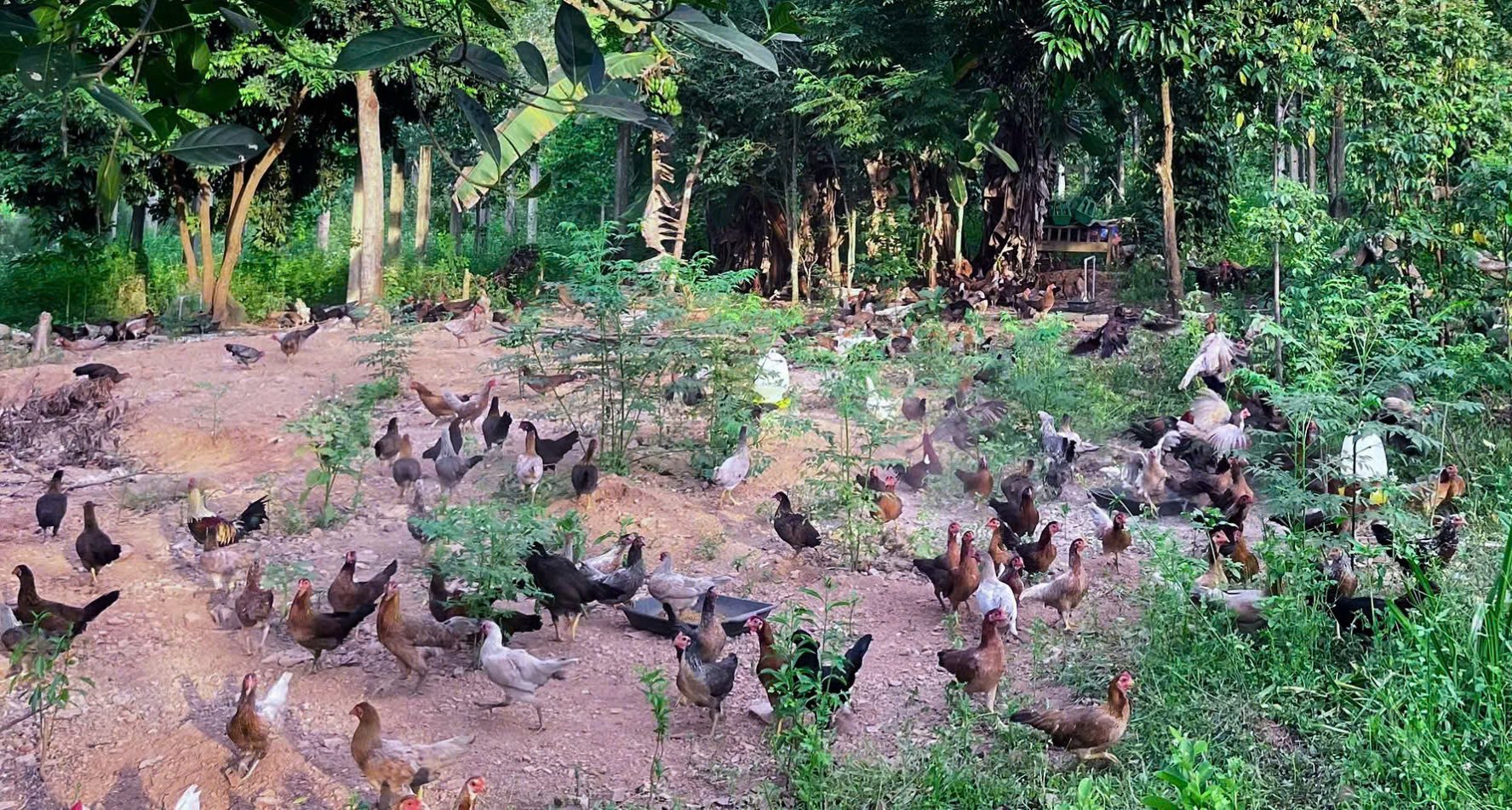 Nuôi gà an toàn sinh học mở ra hướng chăn nuôi mới, đưa sản phẩm ngon, sạch đến tay người tiêu dùng. Ảnh: T. Phùng. Nuôi gà an toàn sinh học mở ra hướng chăn nuôi mới, đưa sản phẩm ngon, sạch đến tay người tiêu dùng. Ảnh: T. Phùng.