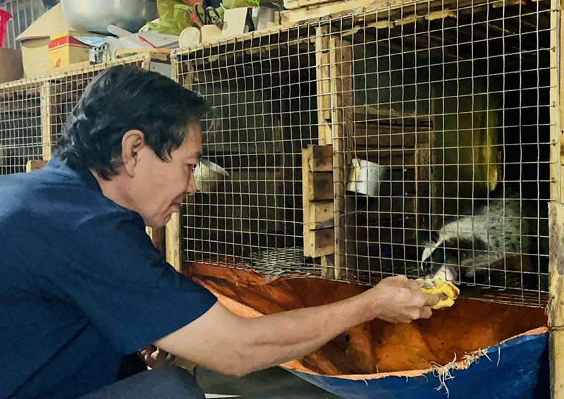 Kỹ thuật nuôi chồn hương