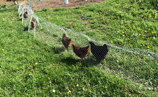 Nuôi gà thả vườn