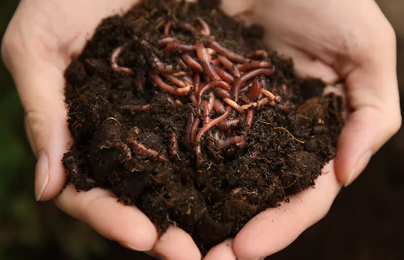 Nuôi trùn quế
