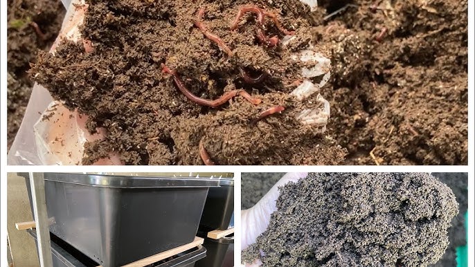 Nuôi trùn quế