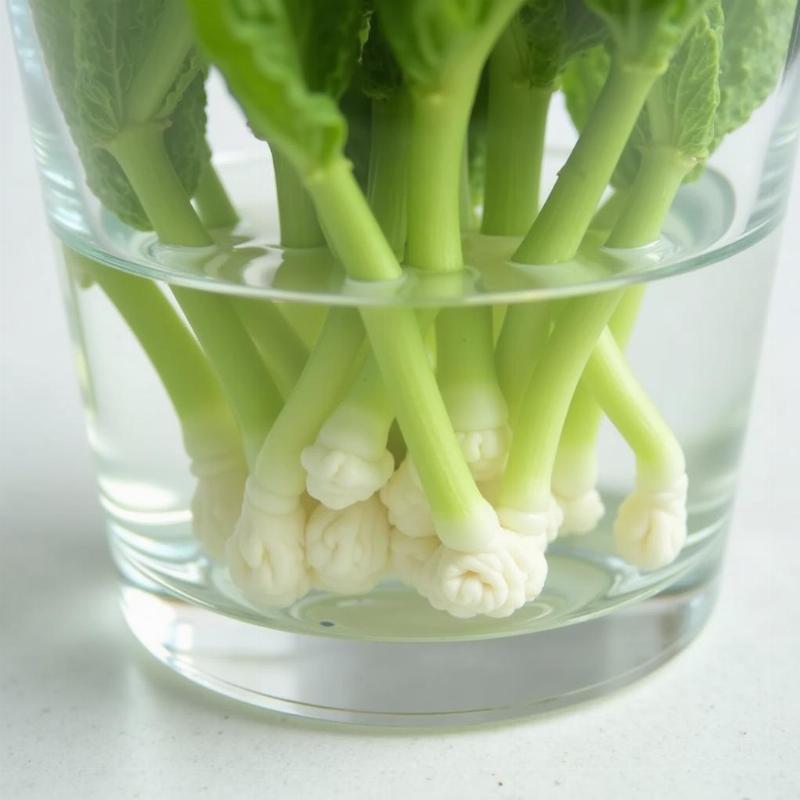 Chi tiết cách nhân giống cây bạc hà dễ dàng từ cành giâm trong nước hoặc đất