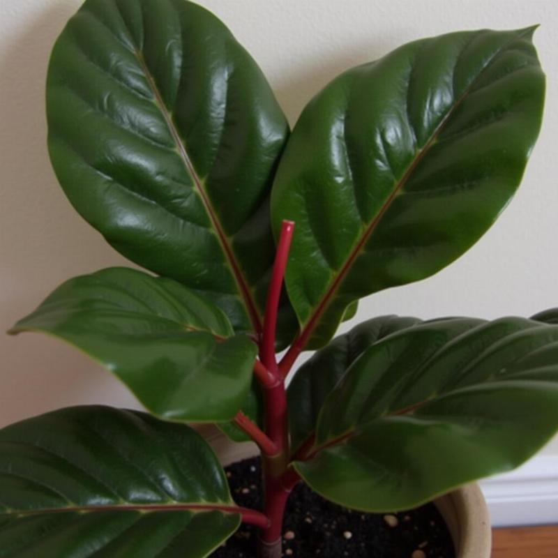 Cây đa búp đỏ lá bóng mượt trồng trong chậu làm cảnh trang trí nội thất