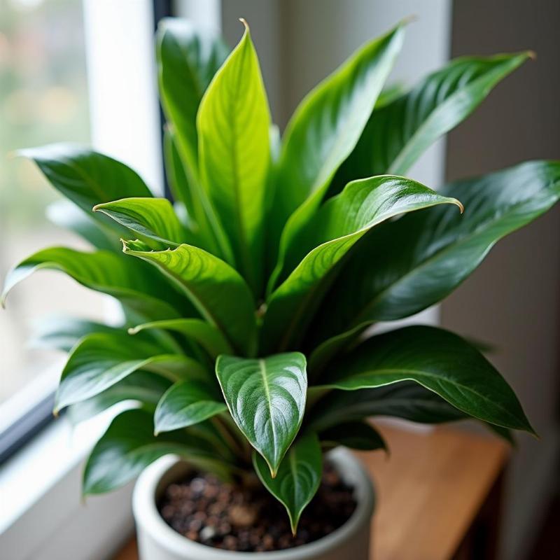 Hình ảnh cây kim tiền lá xanh mướt khỏe mạnh trong chậu, mang ý nghĩa phong thủy tài lộc.