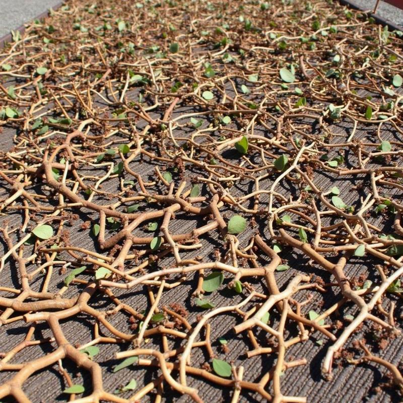 Hình ảnh cây xạ đen sau khi thu hoạch được phơi khô để bảo quản và sử dụng làm thuốc