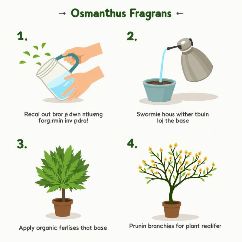 Hướng dẫn chi tiết cách chăm sóc cây mộc hương từ tưới nước bón phân cắt tỉa để cây ra hoa thơm ngát