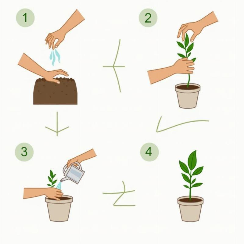 Minh họa các bước đơn giản hướng dẫn trồng và chăm sóc cây dừa cạn cho người mới bắt đầu.