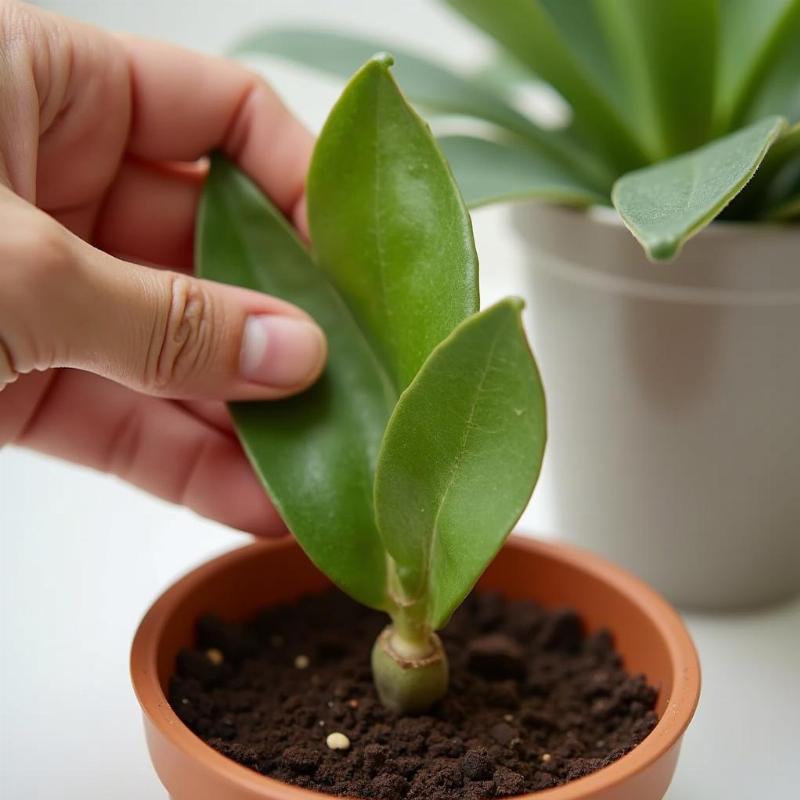 Hướng dẫn cách nhân giống cây sống đời dễ dàng từ lá, cho thấy khả năng sống mãnh liệt.