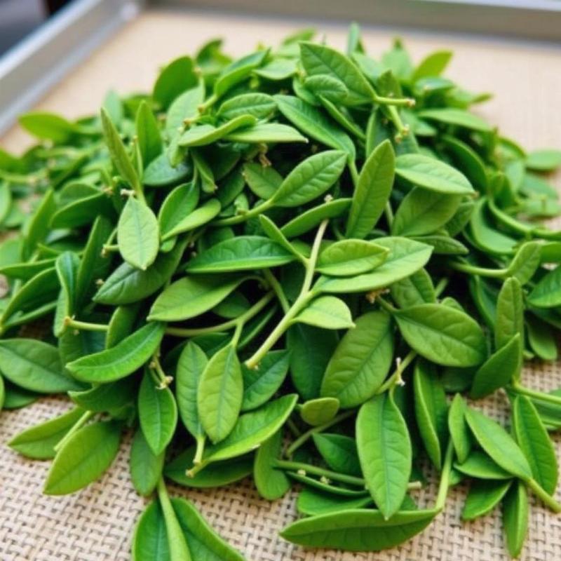 Hình ảnh thu hoạch lá cây xương khỉ tươi, chuẩn bị phơi khô hoặc sử dụng trực tiếp.