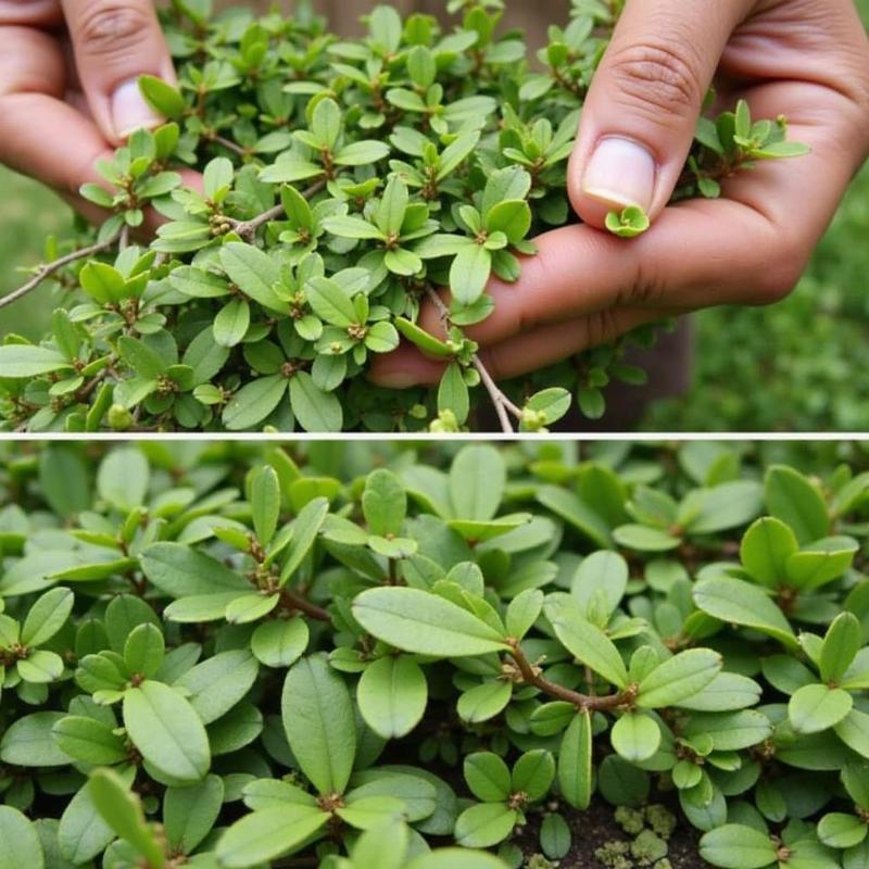 Hình ảnh thu hoạch hoặc sử dụng cây cỏ mực (nhọ nồi) thể hiện ứng dụng làm thuốc, nguyên liệu dân gian.