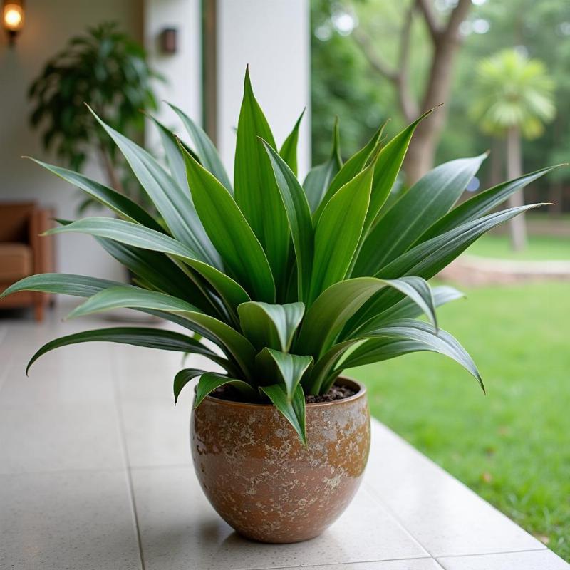 Trang tri phong khach voi cay huyet du trong chau gom su dep