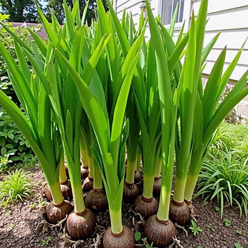 Cây trinh nữ hoàng cung được trồng khỏe mạnh ngoài vườn, lá xanh tốt và phát triển mạnh mẽ dưới ánh nắng mặt trời.