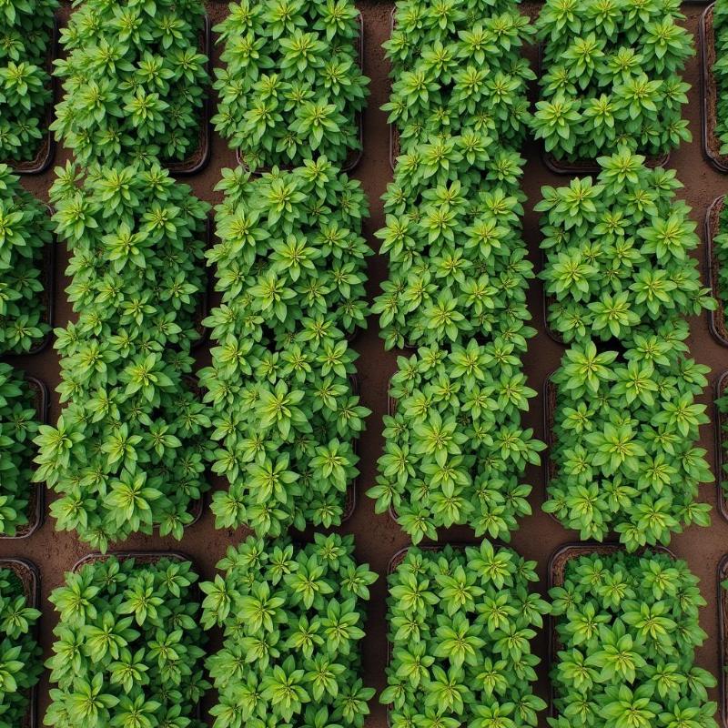 Hinh anh mot luong cay co ngot dang phat trien tot, minh hoa ky thuat trong va cham soc cay.