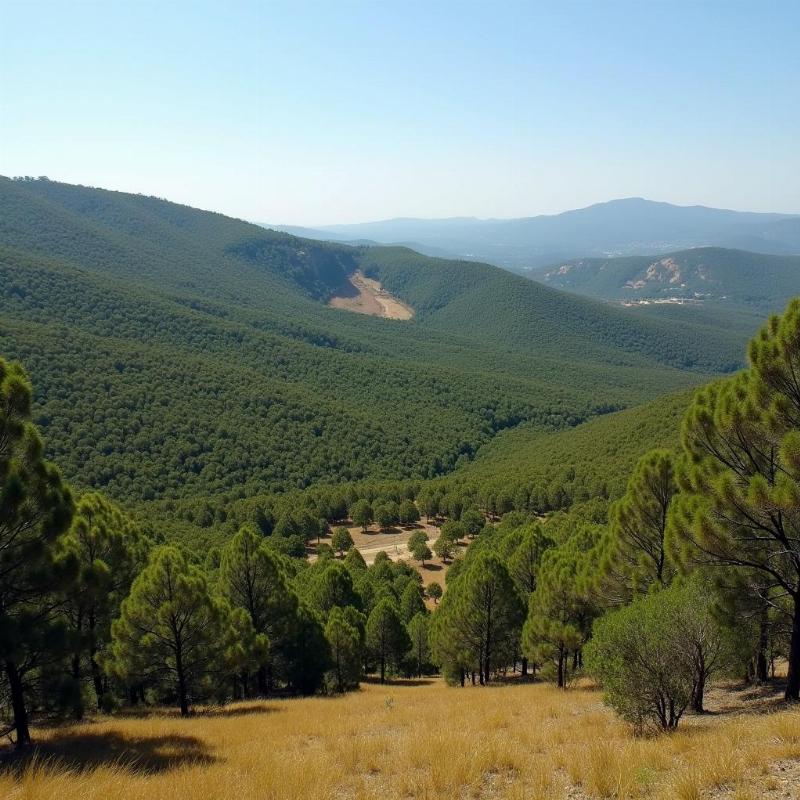 Hình ảnh rừng cây bạch đàn trồng tập trung trên đồi đang phát triển xanh tốt, thể hiện tiềm năng kinh tế