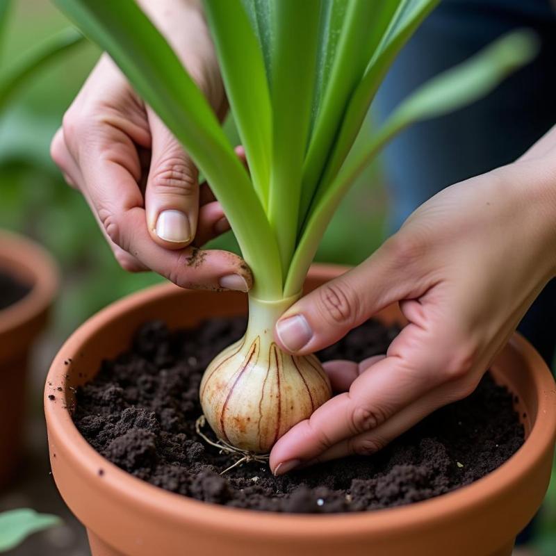 Hướng dẫn chi tiết cách trồng cây trinh nữ hoàng cung trong chậu tại nhà hoặc ban công.